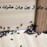 چند دعا برای دفع حشرات و خزندگان